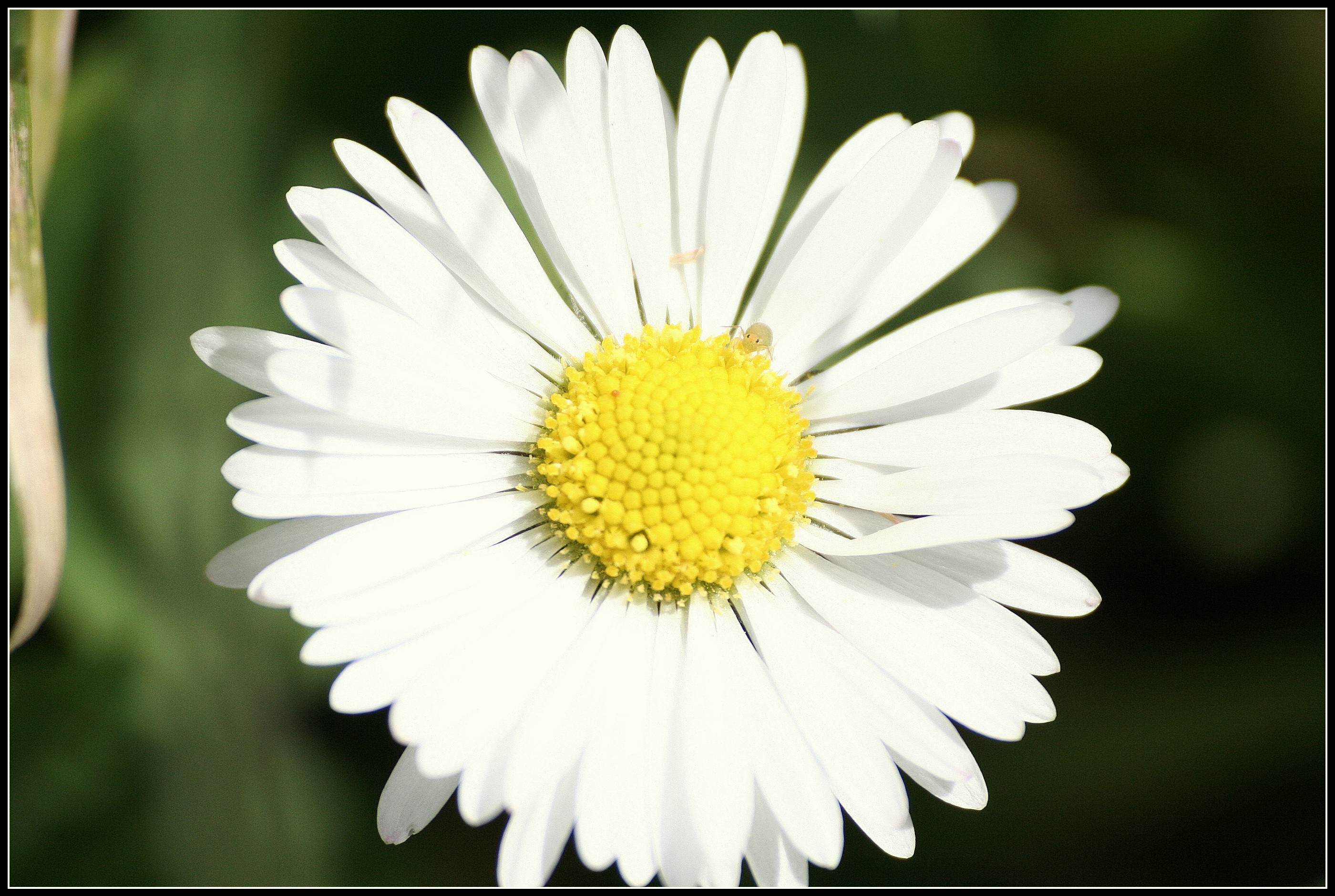 Marguerite et son compagnon