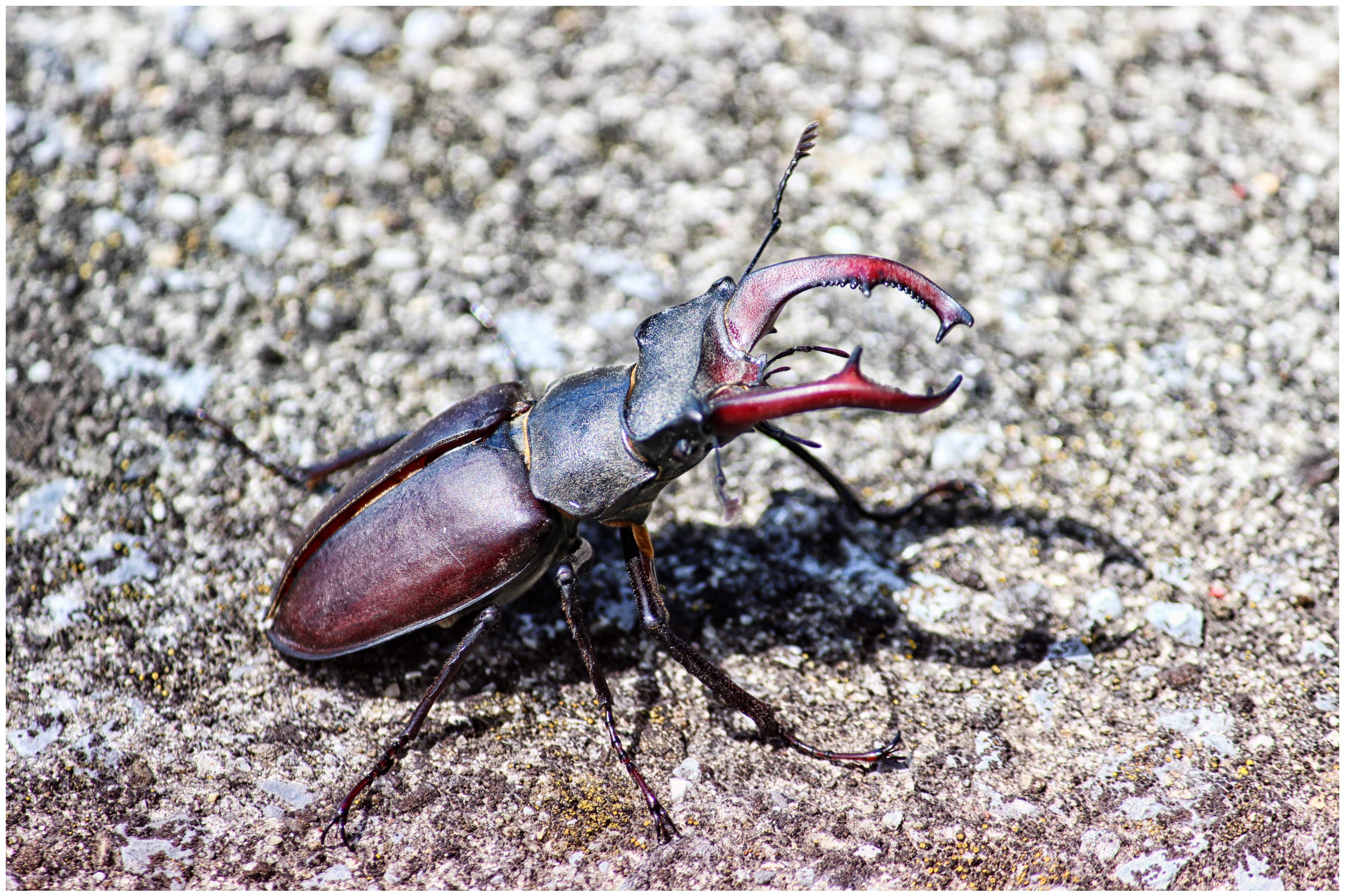 Coléoptère lucane cerf-volant